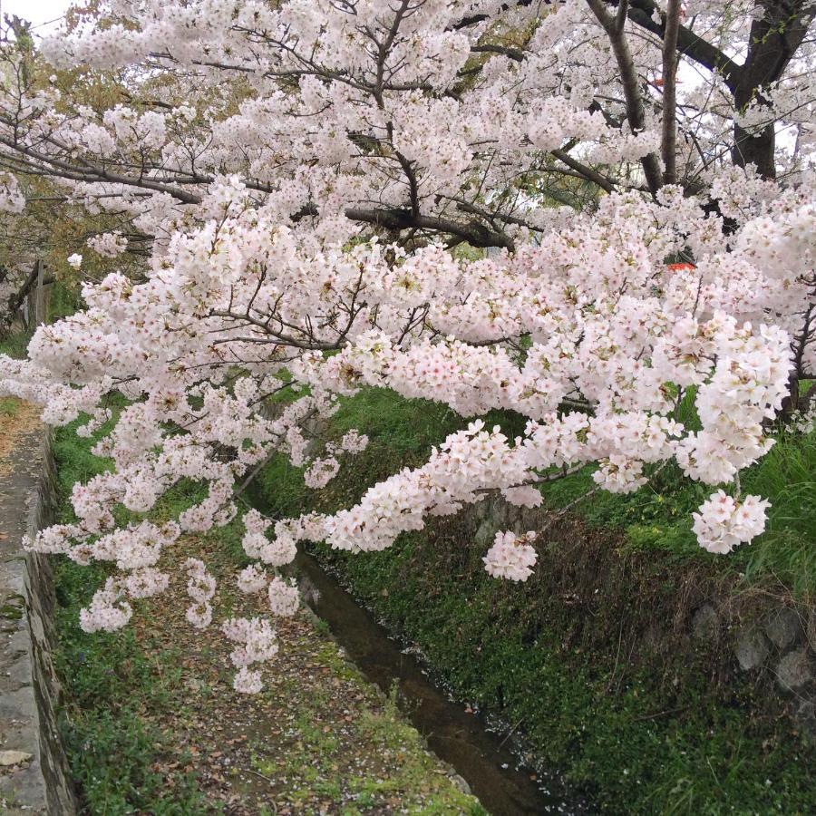 Sanzen Ya Kyoto さんぜんやきょうと- Cozy Art Space For Lover Of Travel - Dış mekan fotoğraf